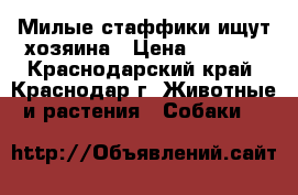 Милые стаффики ищут хозяина › Цена ­ 5 000 - Краснодарский край, Краснодар г. Животные и растения » Собаки   